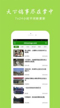 中国信鸽信息网图片3