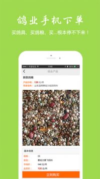 中国信鸽信息网图片2