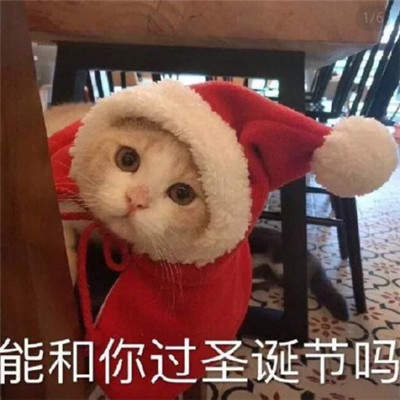 2019猫咪圣诞帽情侣头像安卓版