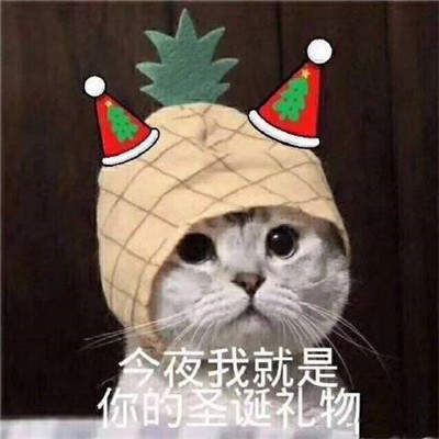 2019猫咪圣诞帽情侣头像安卓版截图3